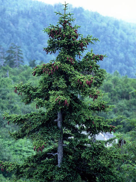 Файл:Picea jezoensis.JPG