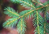 Picea rubens, or red spruce.