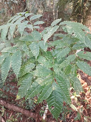 <i>Picrasma crenata</i> Species of tree