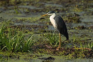 Pied heron