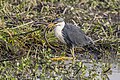 * Nomination Pied heron (Egretta picata) with prey --Charlesjsharp 09:26, 23 February 2024 (UTC) * Promotion  Support Good quality. --GoldenArtists 12:58, 23 February 2024 (UTC)