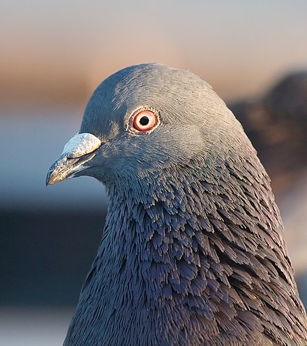 The rock dove's operculum is a mass at the base of the bill.
