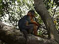 Westafrikanischer Stummelaffe Western Red Colobus