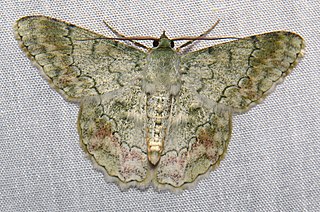 <i>Pingasa subpurpurea</i> Species of moth