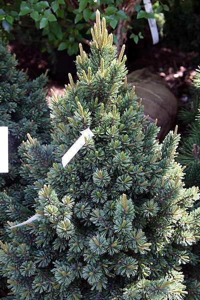 File:Pinus aristata Sherwood Compact 2zz.jpg