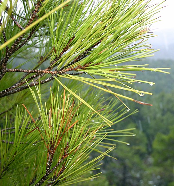 File:Pinus brutia foliage Cyprus1.jpg