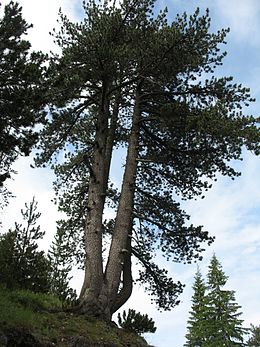 Pinus heldreichii Pirin 0.jpg