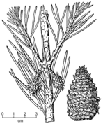 Pinus virginiana drawing.png