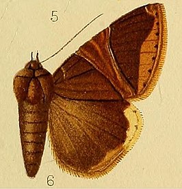 Achaea balteata