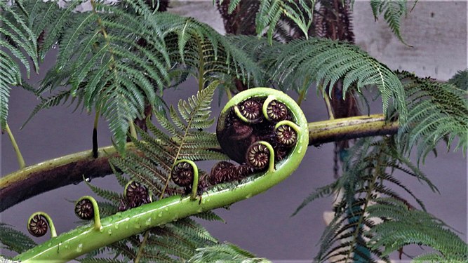 Fern, Wellington, New Zealand