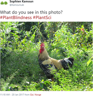 Plant Blindness