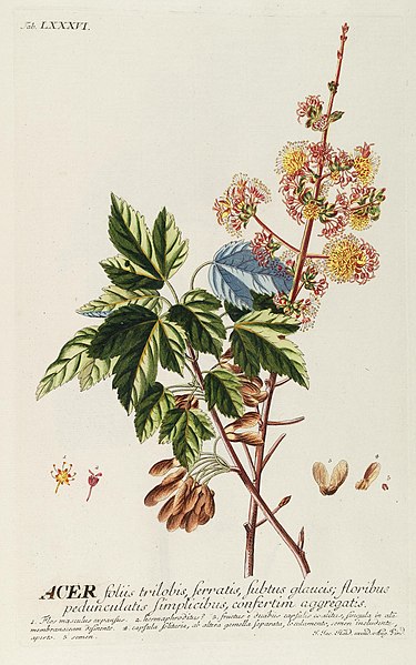 File:Plantae selectae quarum imagines ad exemplaria naturalia Londini, in hortis curiosorum nutrita (Tab. LXXXVI) (8050646361).jpg