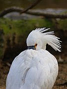 Platalea leucorodia