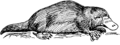 Platypus 2 (PSF).png