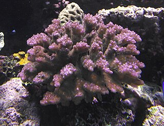 <i>Pocillopora verrucosa</i> Species of coral