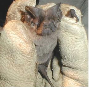 Descrição da imagem Morcego de cauda livre embolsado (Nyctinomops femorosaccus) .jpg.