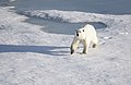 Polar Bear (19423201978).jpg