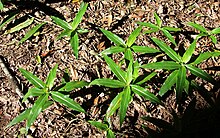 Pollia crispata Killiekrankie Mountain.jpg