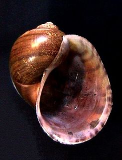 <i>Pomacea haustrum</i> Species of gastropod