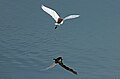 Pond heron and its reflection