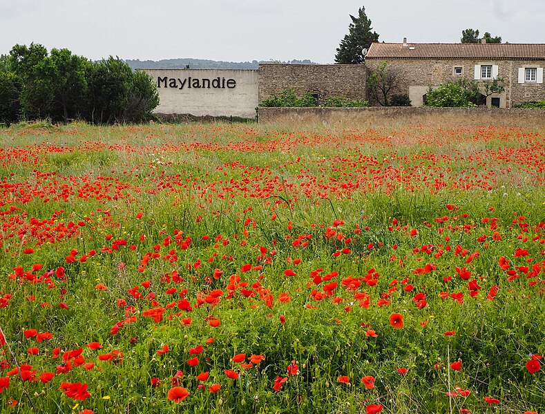 File:Poppy Field (19357558781).jpg