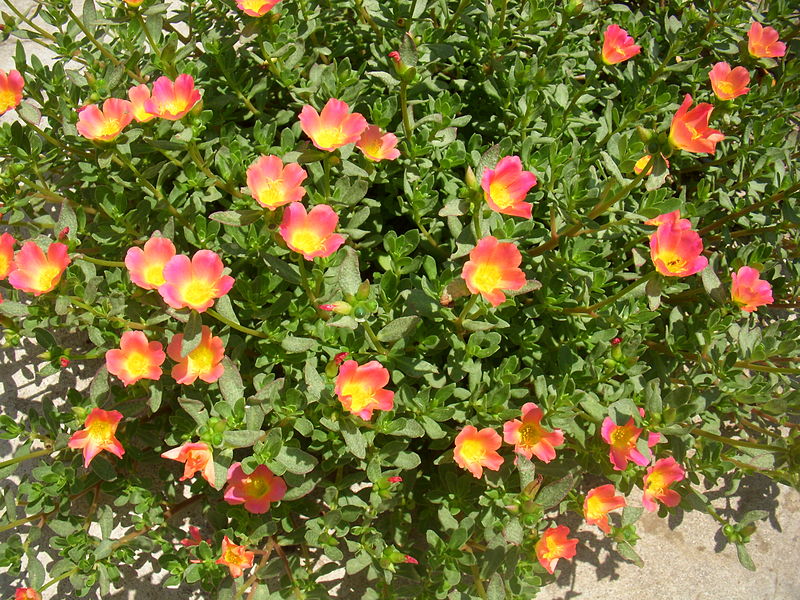 File:Portulaca Olearacea.jpg