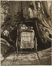 Roosevelt driving through a sequoia tree tunnel President Theodore Roosevelt Driving Through the Wawona Tunnel Tree, in Yellowstone National Park (14994749857).jpg