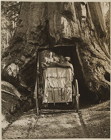 Roosevelt driving through a sequoia tree tunnel