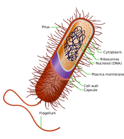 Celična zgradba bakterije, člana ene od dveh domen prokariontskega življenja.