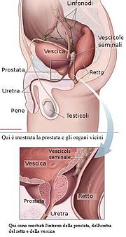 Miniatura per Massaggio prostatico