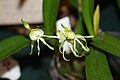 Prosthechea cochleata var. triandra