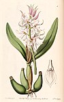 Prosthechea glumacea (as Epidendrum glumaceum) - Edwards vol 26 (NS 3) pl 6 (1840).jpg