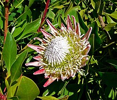 Protea cynaroides 1.jpg