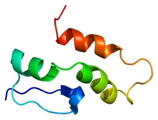 Small nuclear ribonucleoprotein polypeptide C