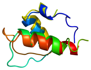 Thymopoietin protein-coding gene in the species Homo sapiens