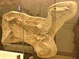 Fossilized skeleton of the Miocene horse Protohippus Protohippus simus.jpg