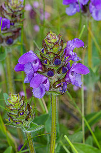 P. grandiflora, praktbrunört