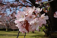 日本花の会 結城農場にて