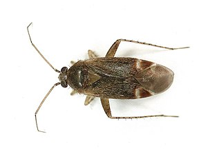 <i>Psallus varians</i> Species of true bug