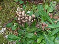 Pilze zwischen Haselnuß und Thuja