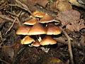 Psilocybe.zapotecorum.8.jpg