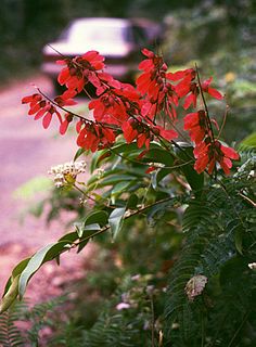 <i>Pterolobium microphyllum</i> species of plant