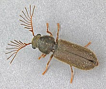 Ptilinus pectinicornis, Феннс Мосс, Солтүстік Уэльс, маусым 2011 (23201476320) .jpg