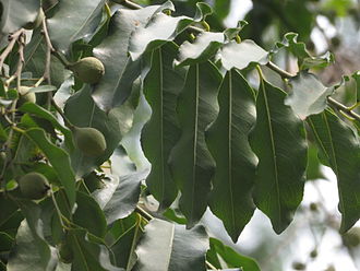 Putranjiva roxburghii seen in Hebbal Lake Gardens, Bangalore Putranjiva roxburghii 02.JPG