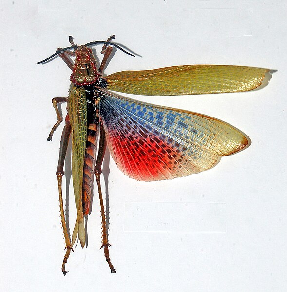 File:Pyrgomorphidae - Phymateus karschi.jpg