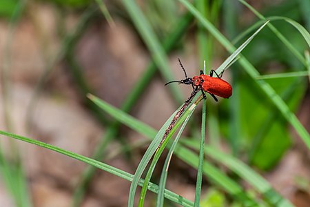 Pyrochroa coccinea in Nauviale, Aveyron, France