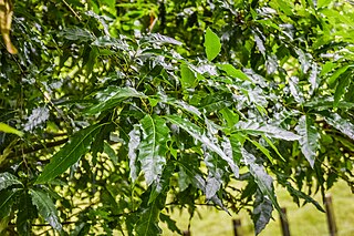 <i>Quercus canbyi</i> Species of tree