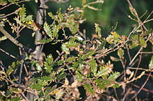 Quercus faginea Aldeia Nova.JPG