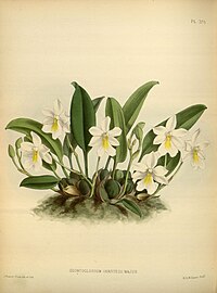 plate 376 Odontoglossum oerstedii var. majus Rossioglossum oerstedii