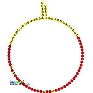 <span class="mw-page-title-main">Small nucleolar RNA MBII-202</span>